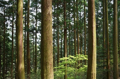 Kif Tixtri Plywood ta 'kwalità għolja?